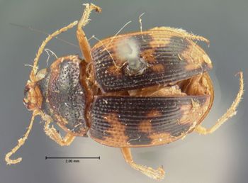 Media type: image;   Entomology 33479 Aspect: habitus dorsal view